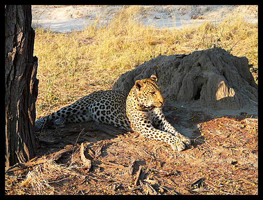 leopard